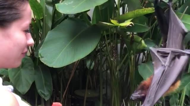 Feeding a Bat Some Fruit