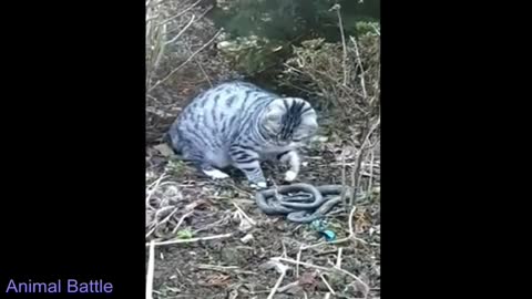 brave cat kill cobra