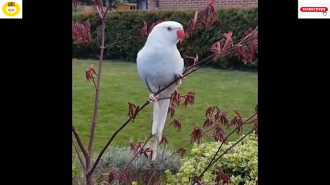 Baby Animals Funny Parrots and Cute Birds