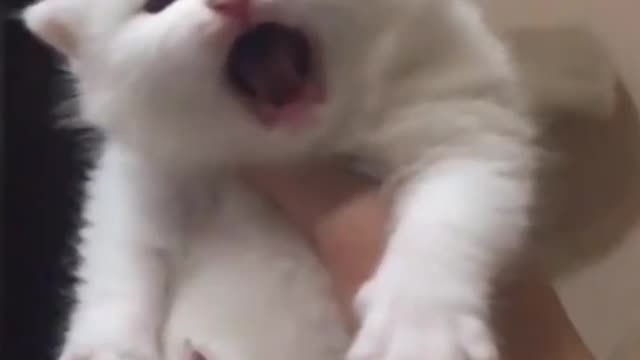 Cute cat video