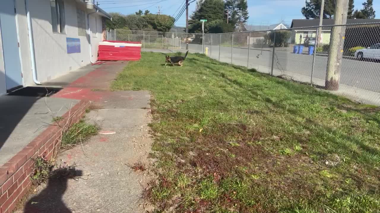 Ryker playing fetch