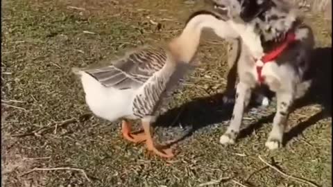 The dog and big goose