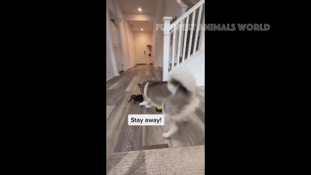 MOST FUNNY VIDEOS OF CATS AND DOGS.