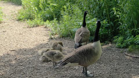 A family of ducks walks in the park