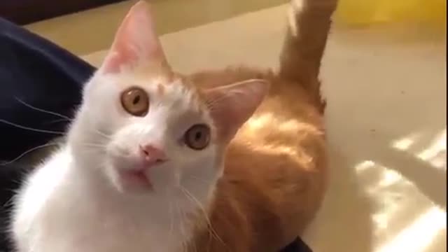 Funny Cats b
