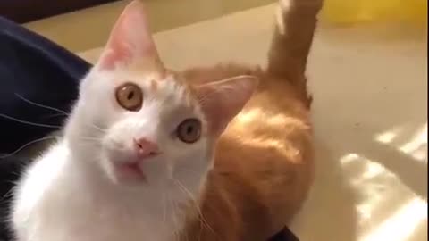 Funny Cats b