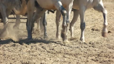 Horses pulling a wagon through a dusty field