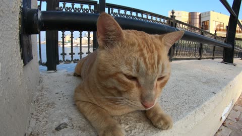 ED SHEERAN & MICHAEL JACKSON - Homeless cats in Ras Al Khaimah, UAE #cat #EdSheeran #MichaelJackson