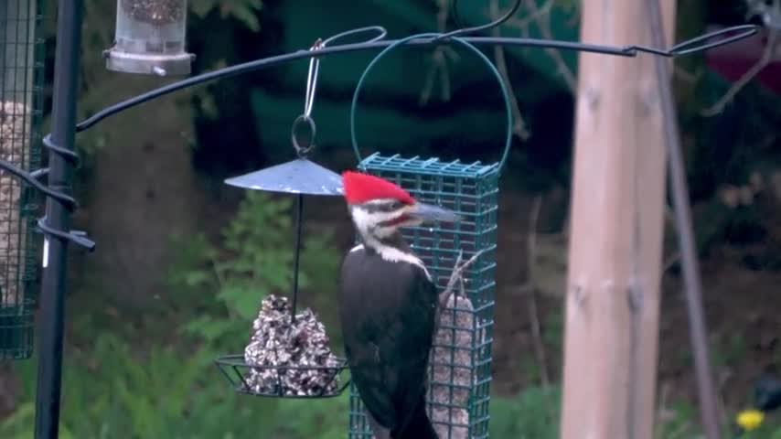 Gigantic woodpecker comes to drink at backyard pond