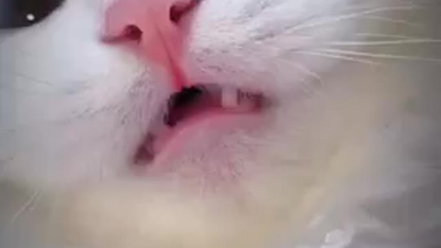 So cute cat fanny beautiful video.