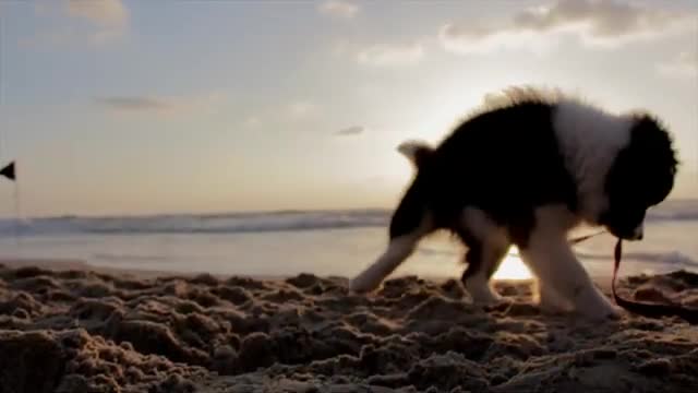 Relaxing Music for Pets, Comfort & Calm your Dog or Cat, Help reduce Anxiety, Sleep Music for Pets