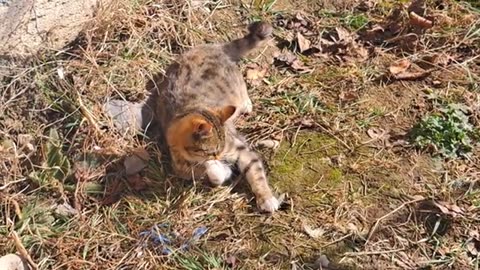 A cute kitten plays with the cat's tail. A cute kitten is playing.