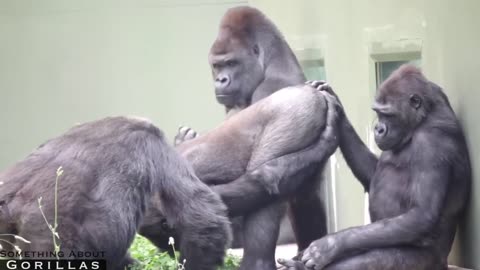 Shabani the Gorilla’s Hilarious Reaction to Embarrassing Moment