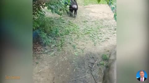 cachorros graciosos que harán el día