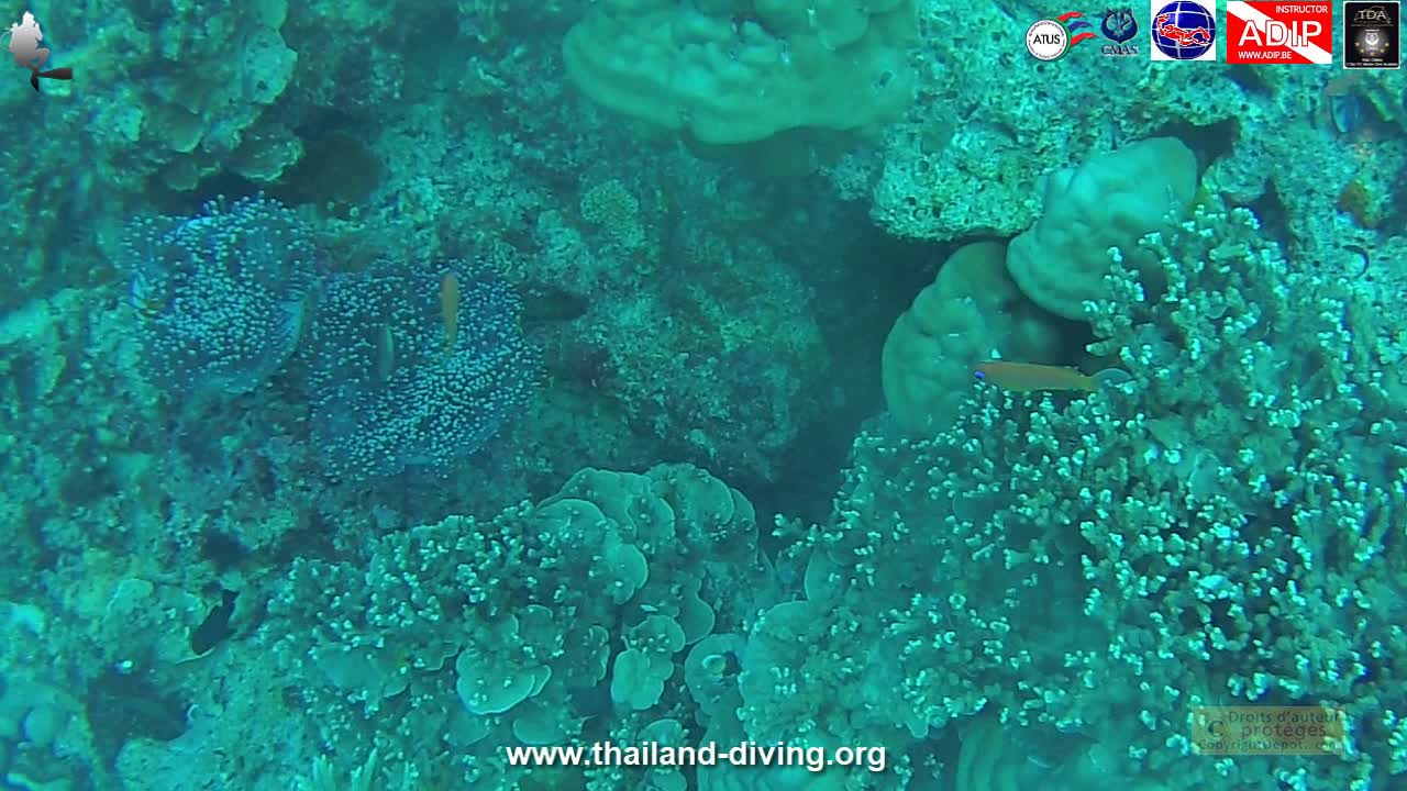 🐋Croisière plongée aux iles Similans a Honeymoon