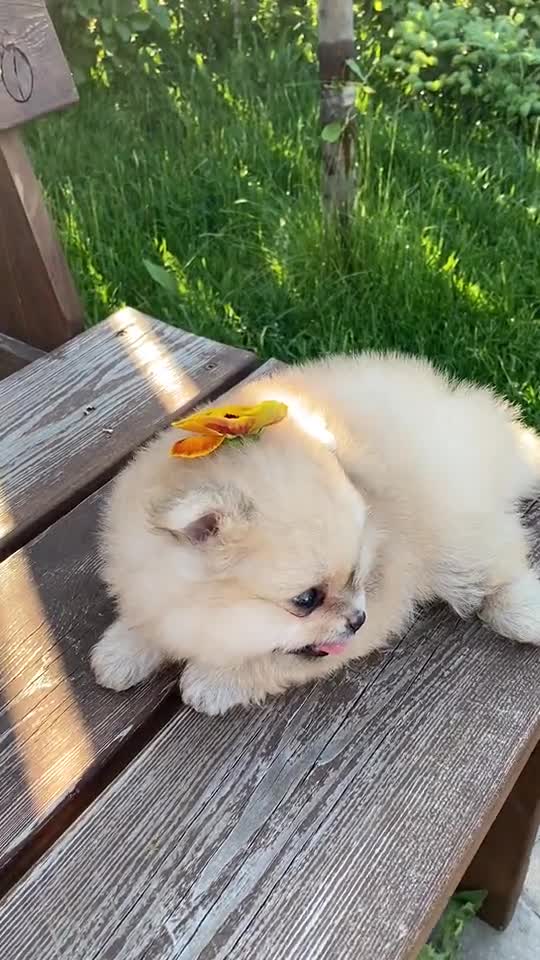 Butterfly smoothly landed on dogs head