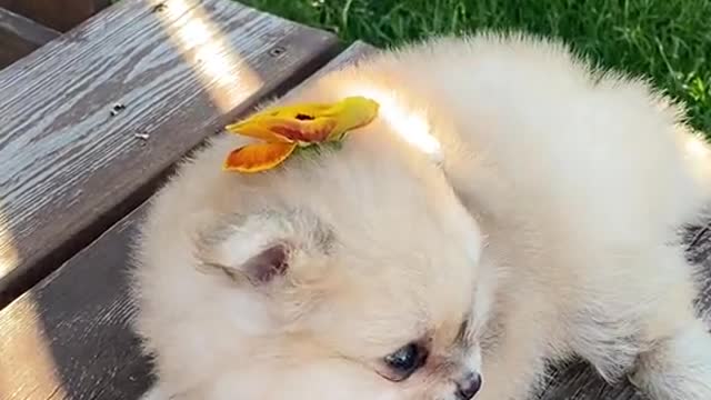 Butterfly smoothly landed on dogs head