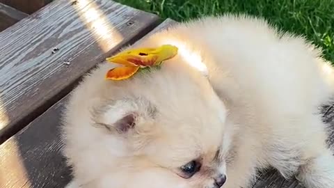 Butterfly smoothly landed on dogs head