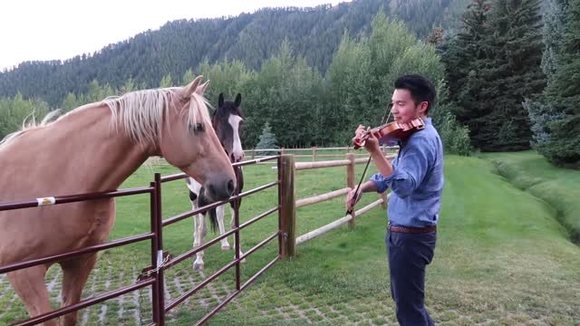 Horses like violin playing