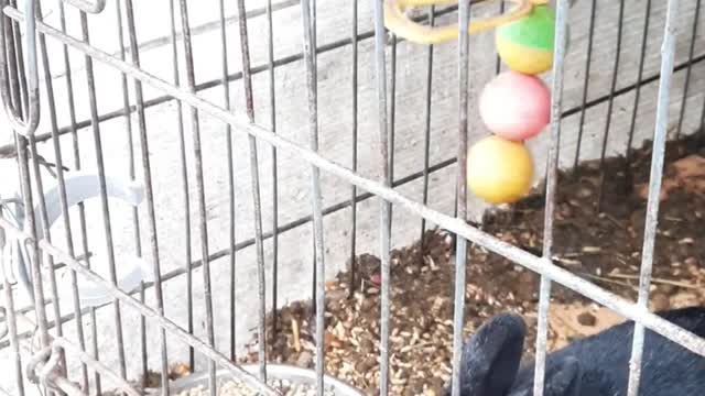 Hungry rabbits eating carrot