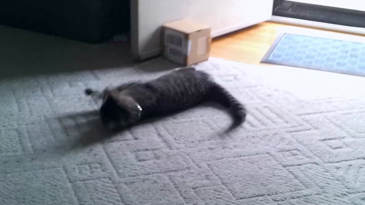 Cat hates new collar. One of the most dramatic cats ever.