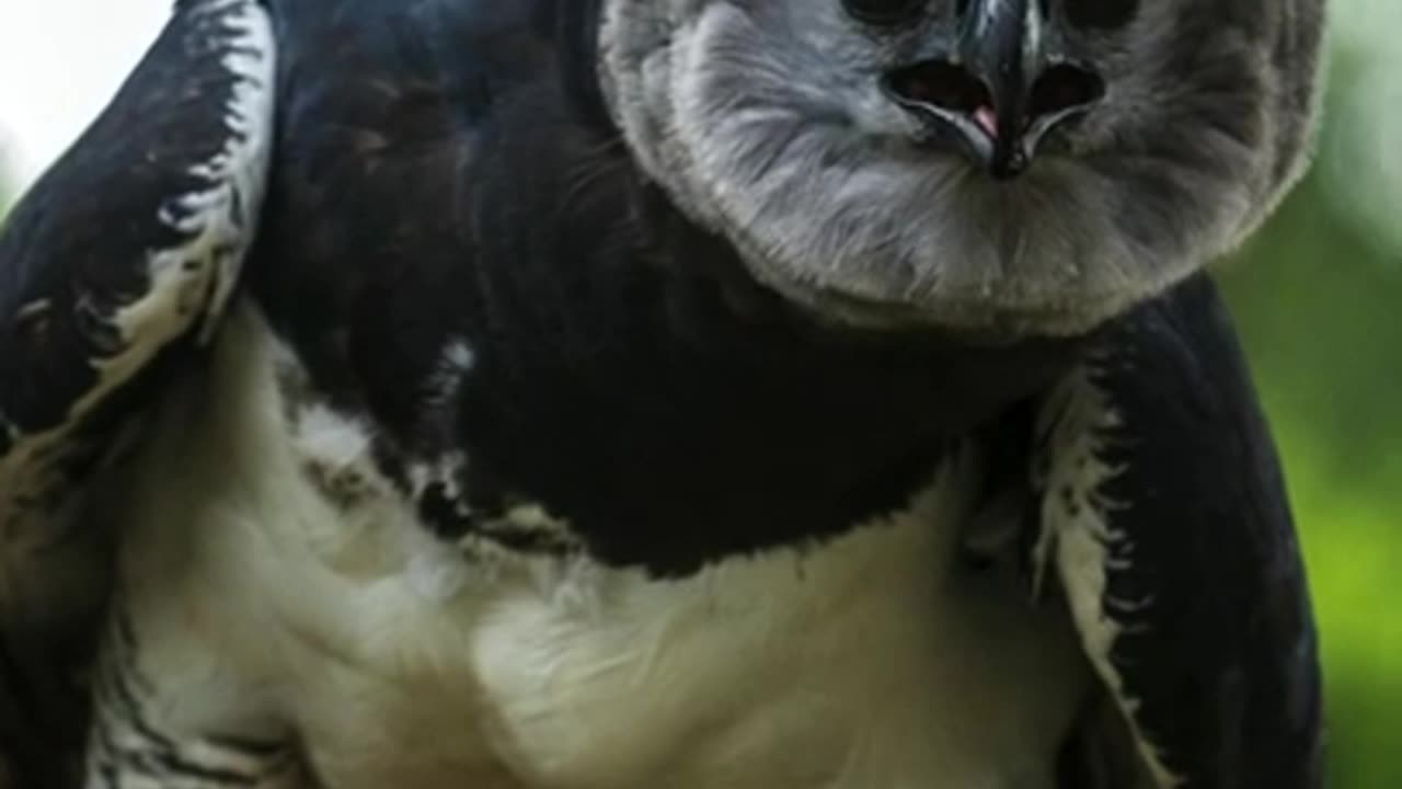 Harpy Eagle | Terror Of The Sky | #shorts