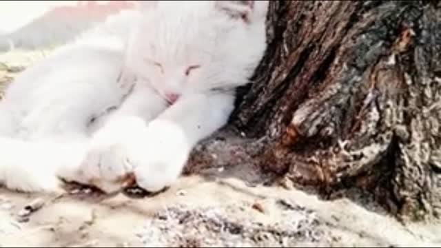 cat under the tree