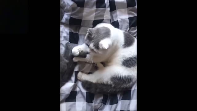 Awesome Funny Cat videos