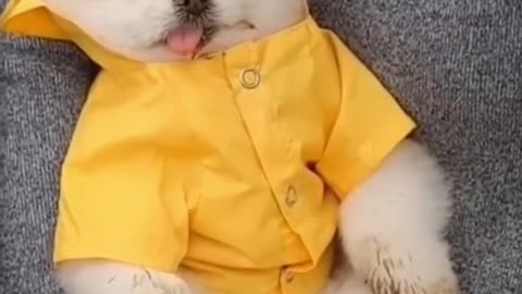 Funny Pets Moment #17