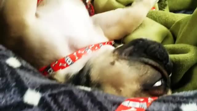 Frenchie enjoying reggae on the way to the beach