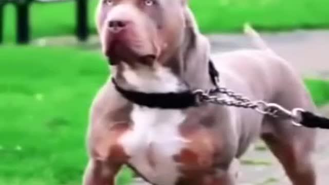 Dangerous dog breed (pitbull)