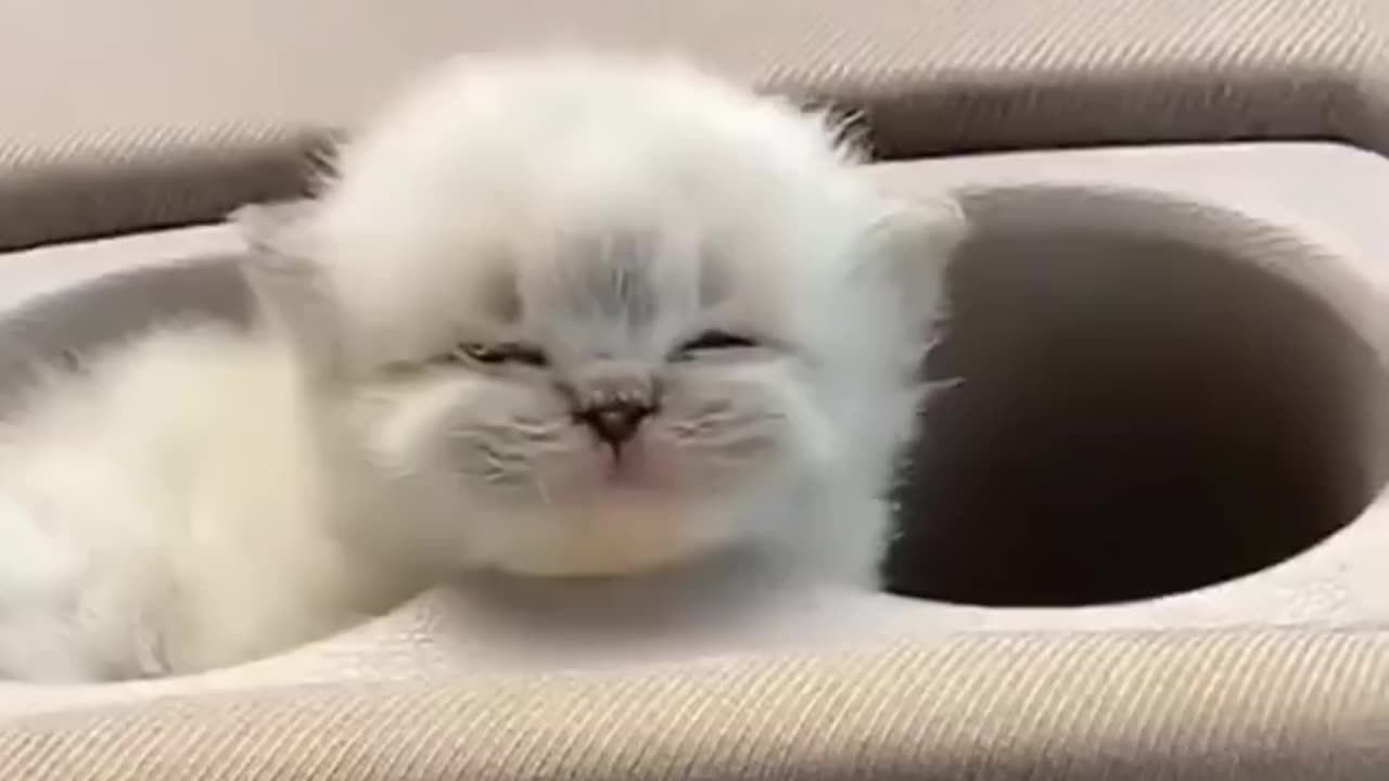 CUTE KITTENS 😻😻