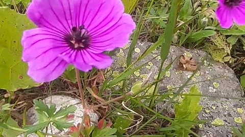 Pink daisy, one of the plateau flowers.