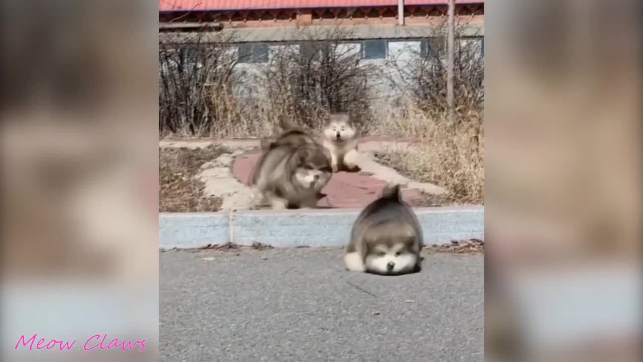 Baby Alaskan Malamute Cutest and Funniest Moments. Try Not To Laugh.