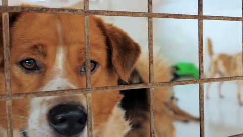Different mixed breed dogs behind the fences Dogs in a shelter or an animal nursery