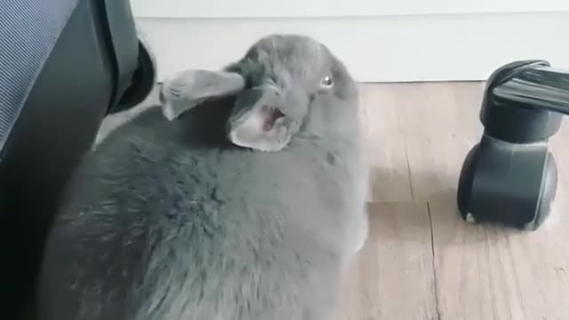Grey bunny falling asleep and falling to the side