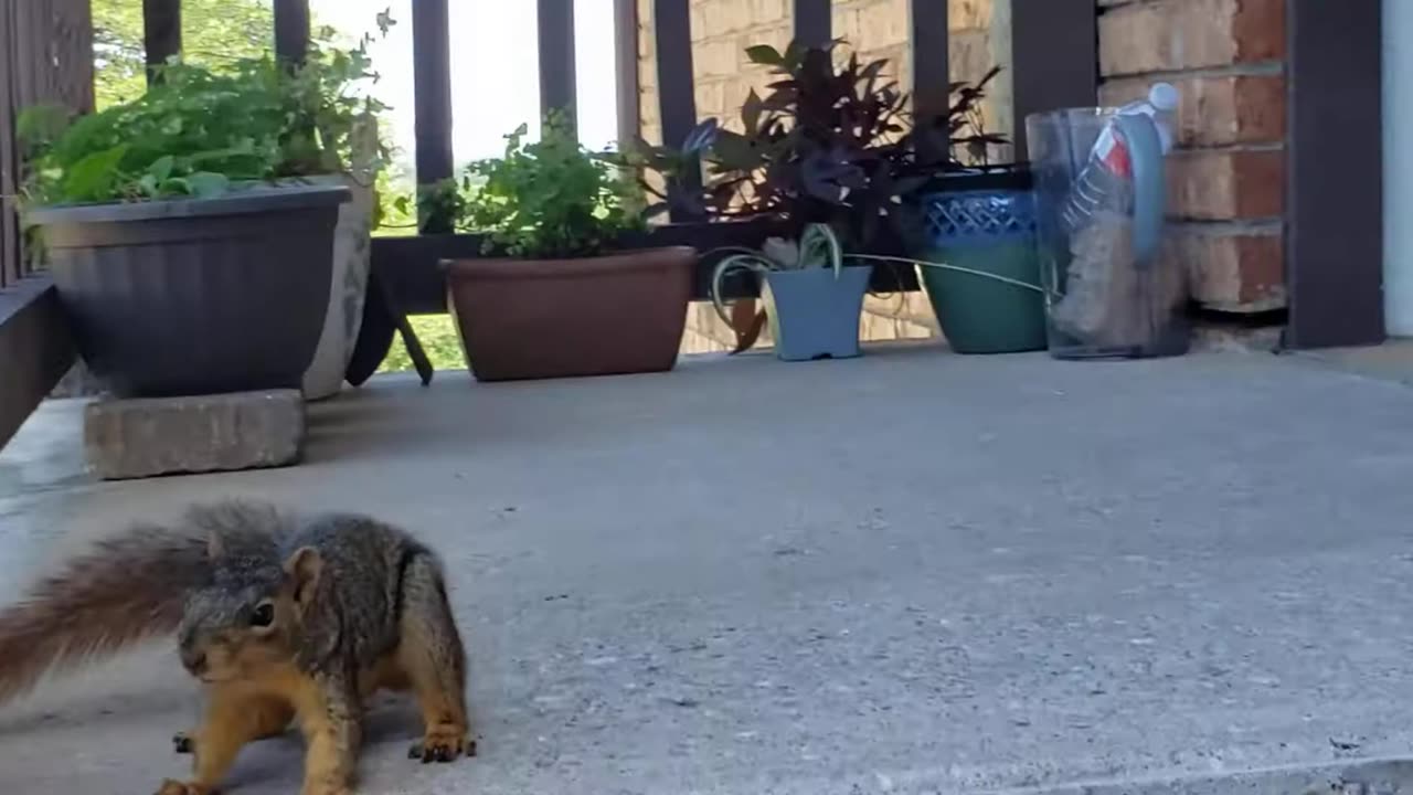 Here is the video about Squirrel on the balcony of the house