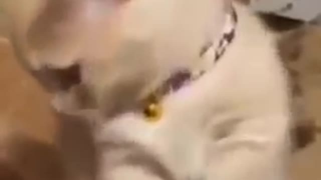 Cat video