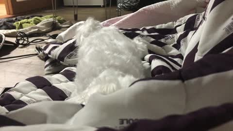 A puppy who thinks there is something in the blanket