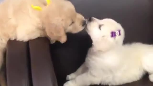 Two dogs are on the sofa.