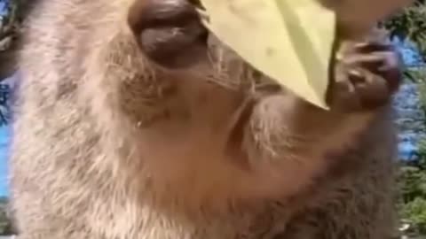 Animal funny video