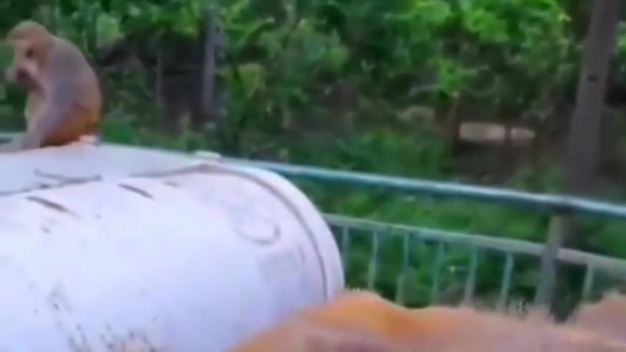Cute chaos daily! πΎπ #Animals #pets #Funny #Reels #Shorts #Animalspoorly
