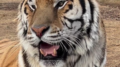 "Beyond Borders: Tracking Tigers Across Continents"