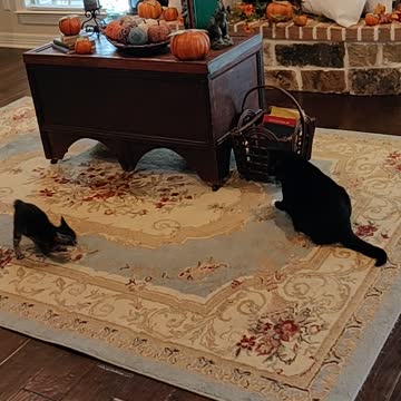 Kitten meets a new friend.