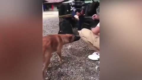 Funniest Animal videos 2024