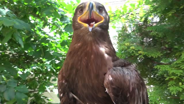 Portrait Of Falcon Sitting