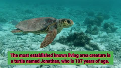 longest turtle ever recorded and has a name