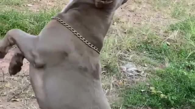 Playful pup goes crazy when swinging on his favorite rope