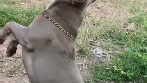 Playful pup goes crazy when swinging on his favorite rope