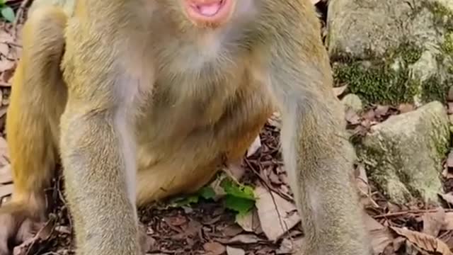 monkey wonder 😂🤣